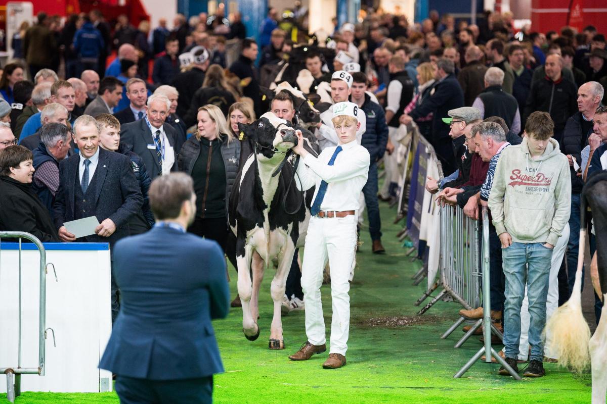 The Holstein junior cows make their way to the ring for Niels Erik Haahr to judge Ref:RH161122083  Rob Haining / The Scottish Farmer...