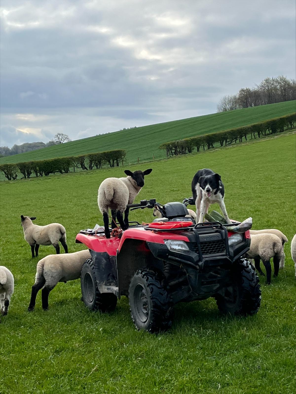 Joanna Forster - A photo of my dog Tib getting a help to check the sheep near Lilliesleaf