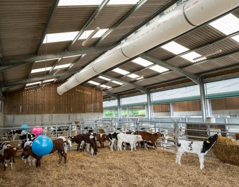 Forced air ventilation proves itself in helping calf health | The Scottish Farmer