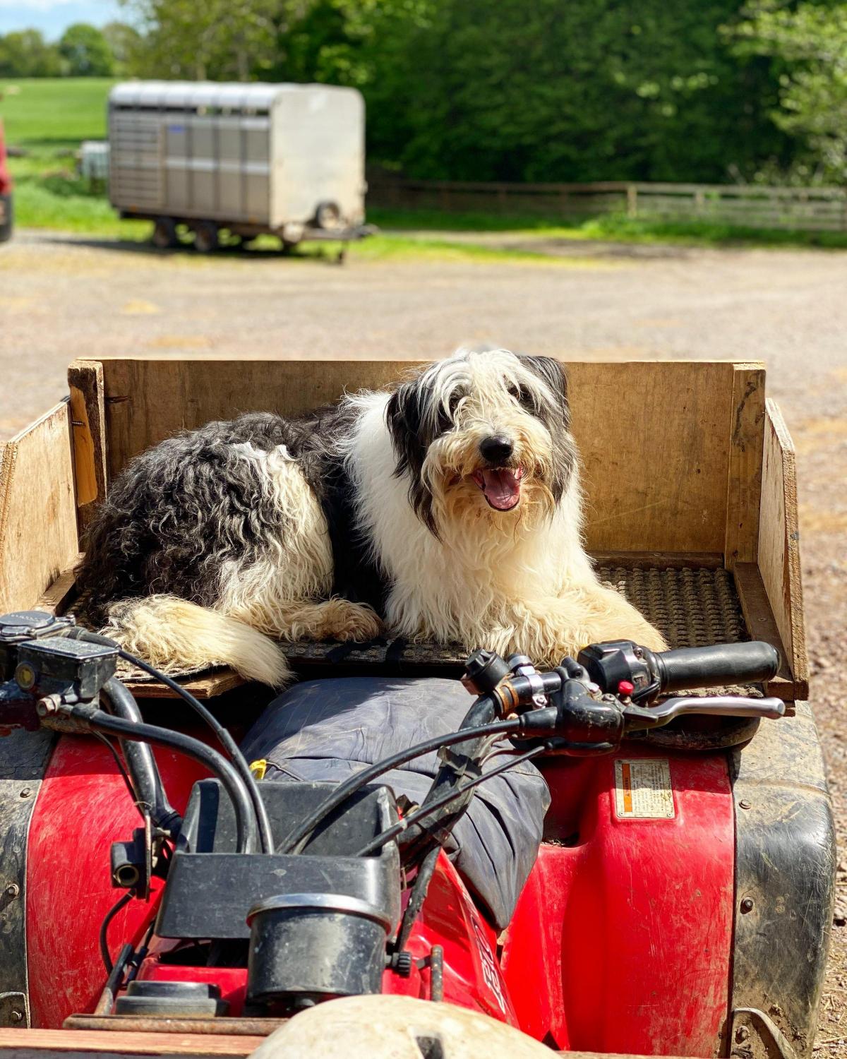 Karen Aitchison - This is Rogie my working bearded collie ready to go gather some ewes and lambs in at Easter Bush Farm, Roslin