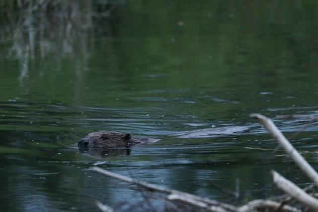 Alison Stodart - I watched 3 beavers in a large dam swim back and forward taking branches to their lodge