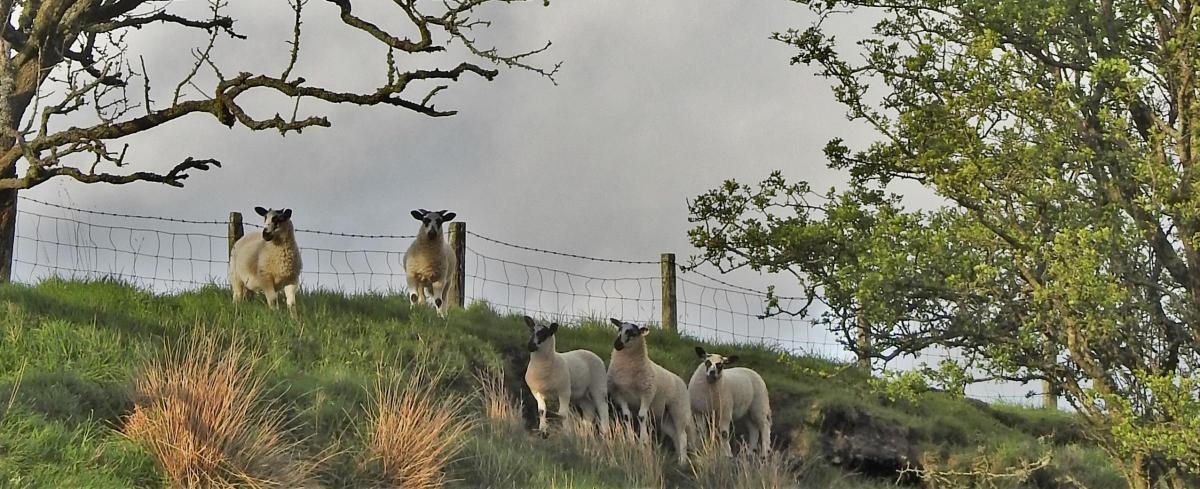 Morag Gordon - Nosey lambs, Ayrshire