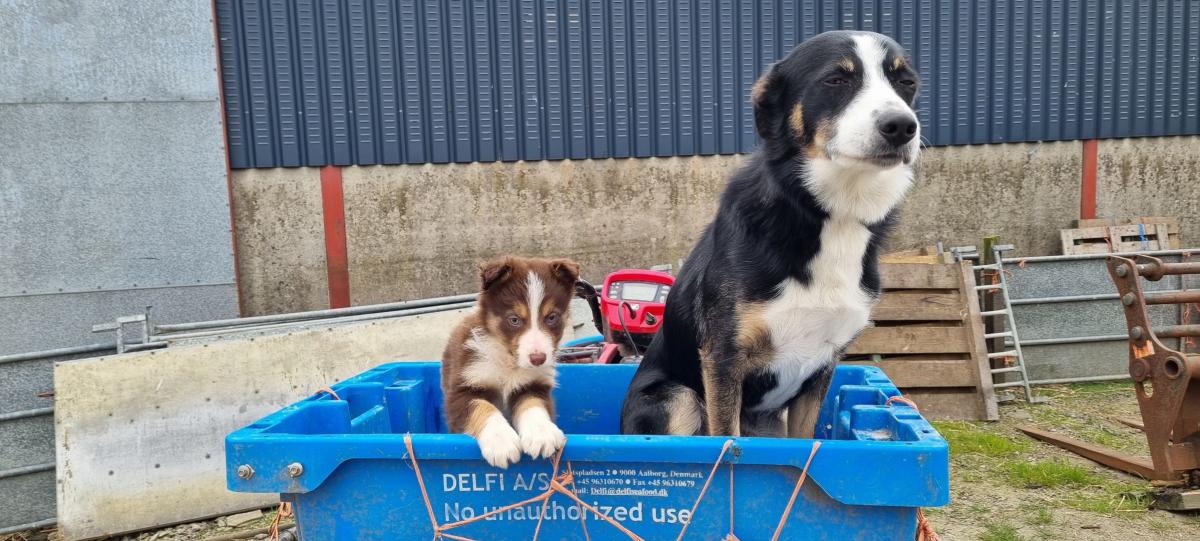 Kyle MacLeod - Spud the pup learning off tai