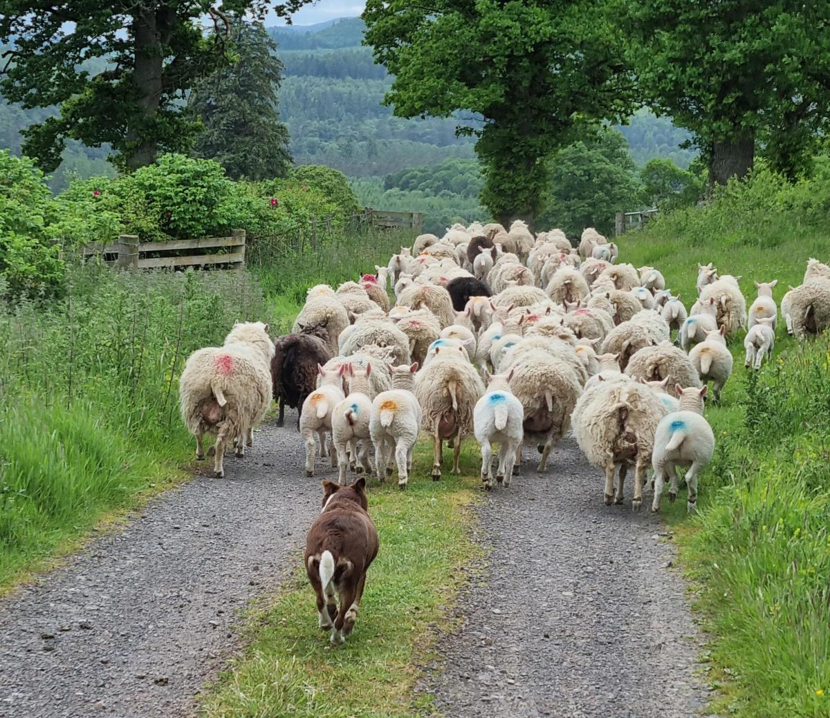 Rebecca Bruce - Moving day for the Shetland sheep, easy work when they cooperate
