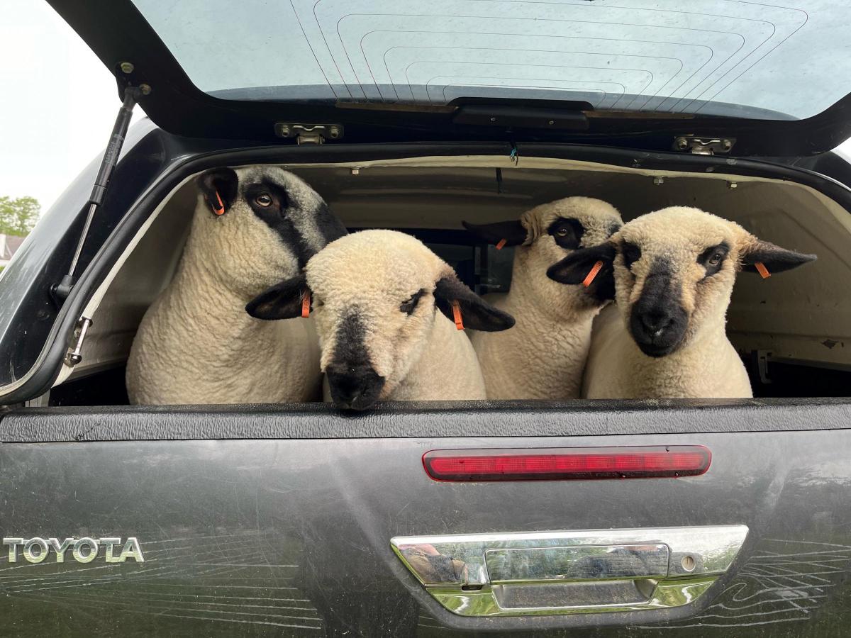 Douglas Faulds - My children’s Hampshire Down sheep at Straiton Show