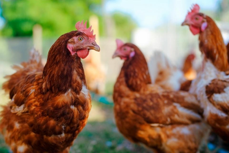 Approximately 32,000 chickens killed in poultry farm fire - Vimarsana News