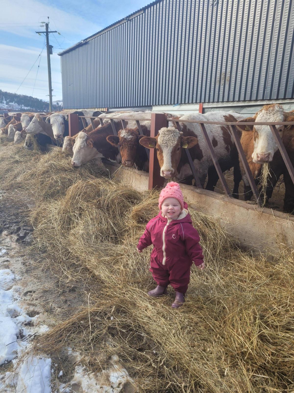 Elaine Mavor - Picture of Beth Mavor in February 2022 - The boss checking to make sure Danda is feeding the cows properly