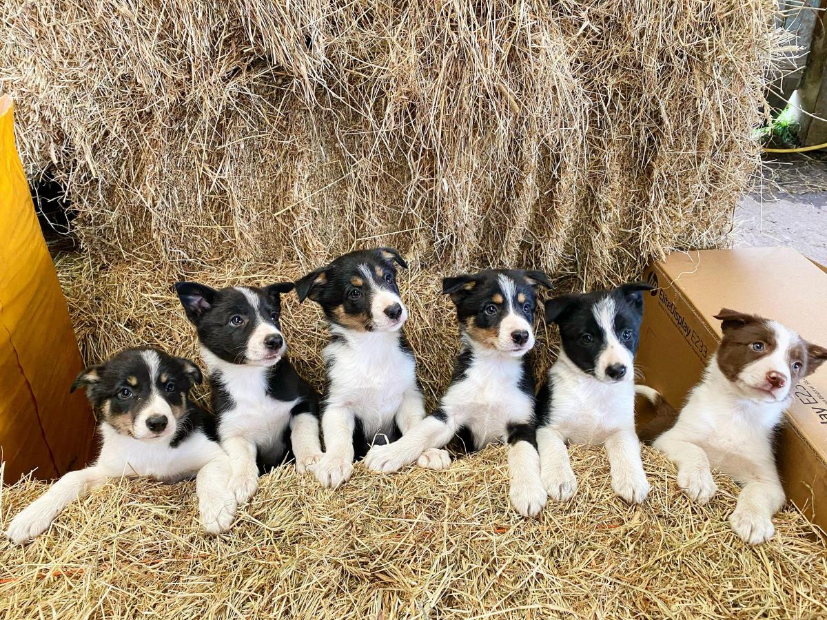 Karen Aitchison - My litter of 6 collie pups