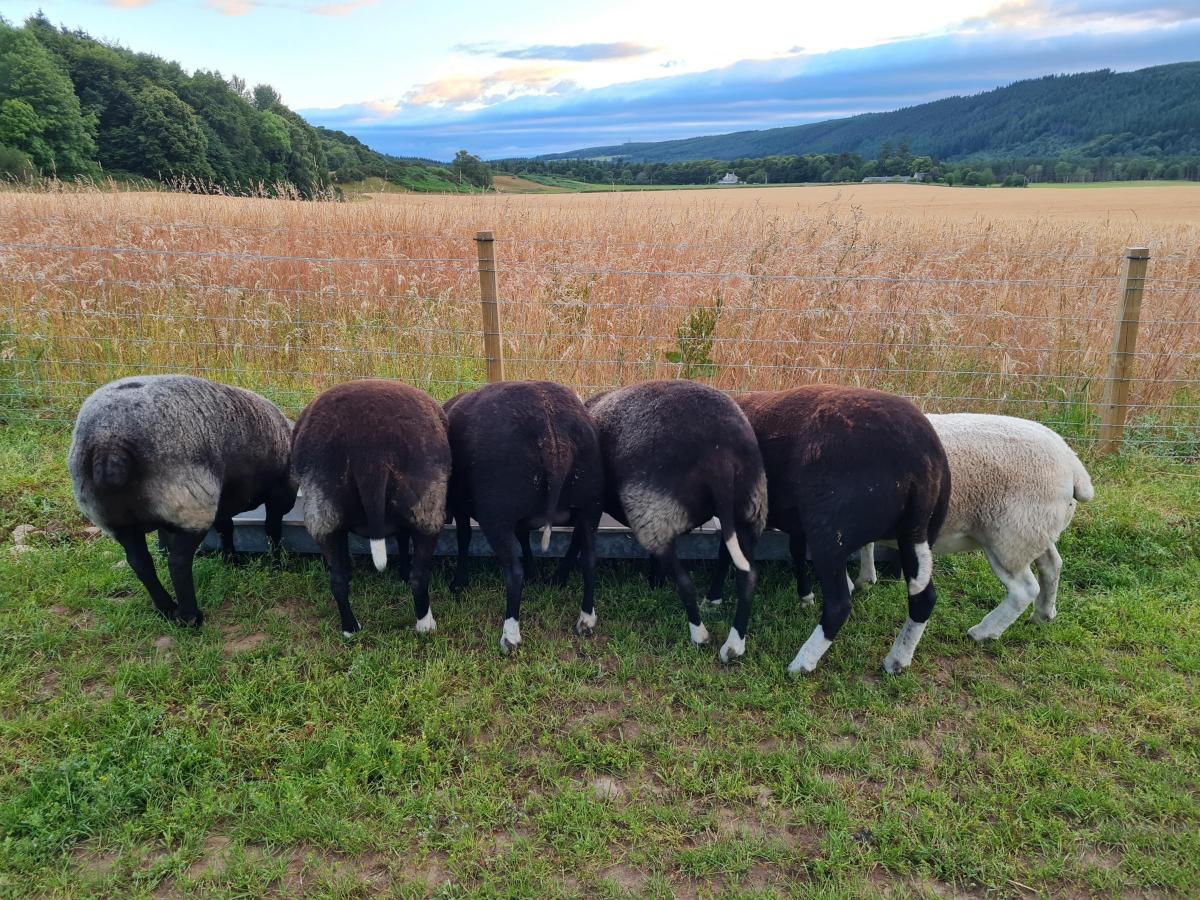 Katie Mellis (Pluscarden, Moray) - 'Tea time for the wee flock'