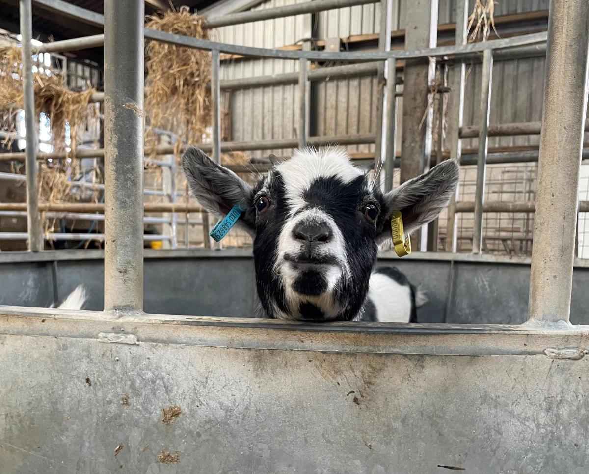 Megan Lines - Keek-a-boo from Ivy the pygmy goat