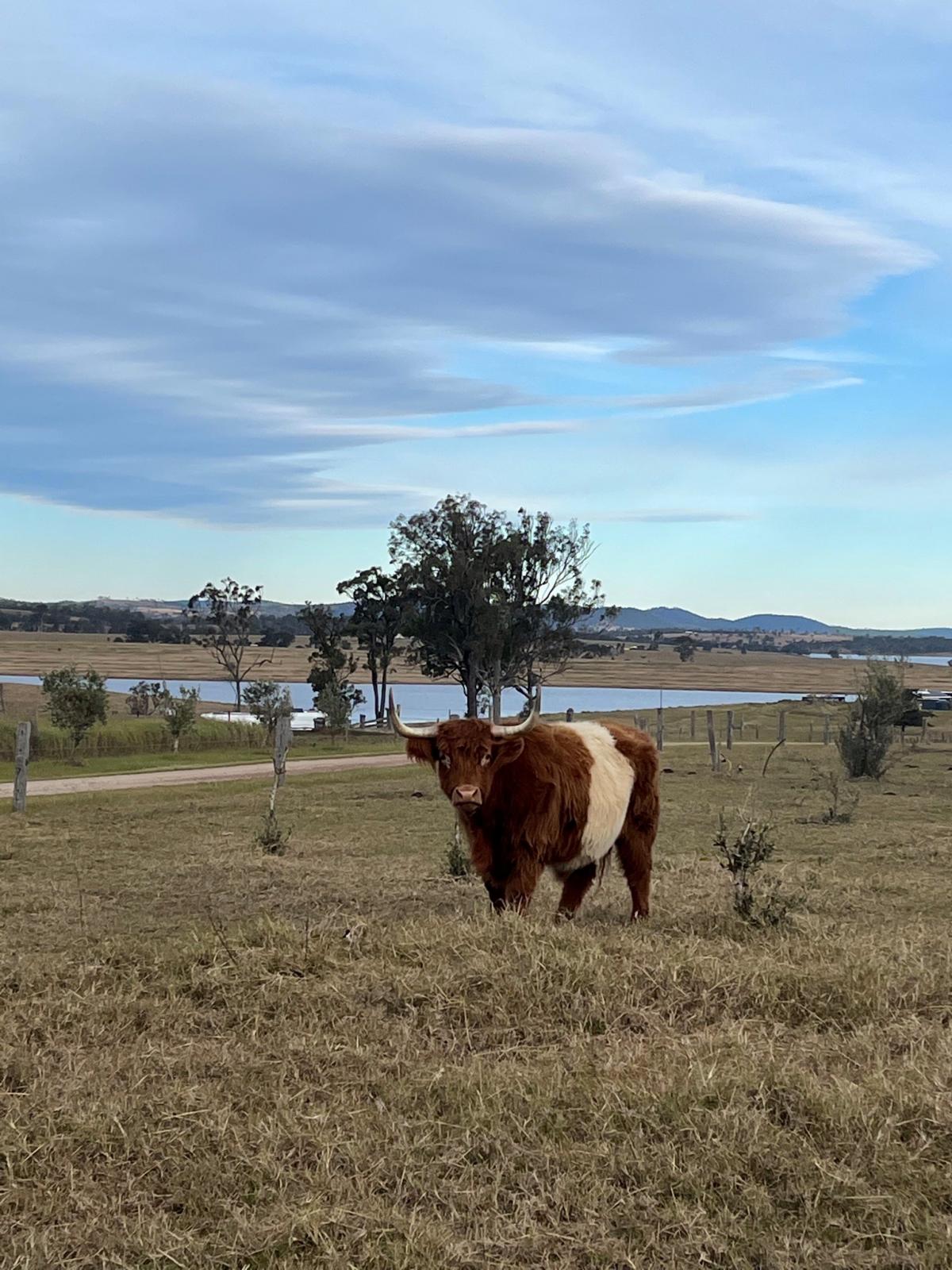 Silke Kerwick - heres a pic of a highland cattle a long way from home - on a farm in Queensland, Australia