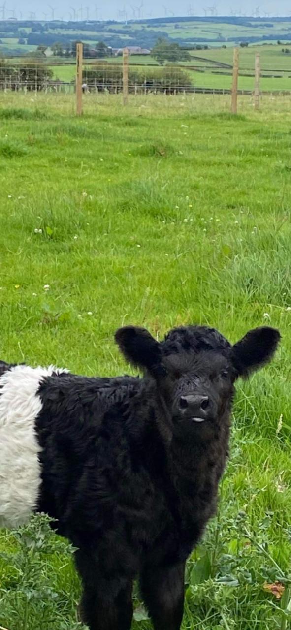 Tammy Russell - Clanfin Belted Galloway calf with a cheeky tongue sticking out or Belties at Sunset both taken at Hillhouse Farm Galston in Ayrshire