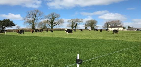 The Scottish Farmer: Cattle go outside to grass even in January and for up to 3hrs a day The Scottish Farmer: Cattle go outside to grass even in January and for up to 3hrs a day