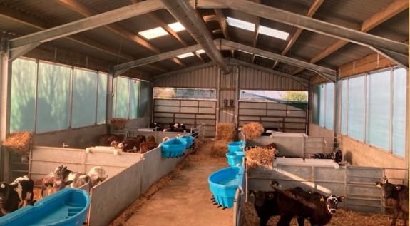 The Scottish Farmer: A new shed for calves was built with ventilation curtains which has helped reduce mortality to <0.5% The Scottish Farmer: A new shed for calves was built with ventilation curtains which has helped reduce mortality to <0.5%