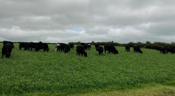 The Scottish Farmer: Calves run in groups of up to 150 after weaning The Scottish Farmer: Calves run in groups of up to 150 after weaning
