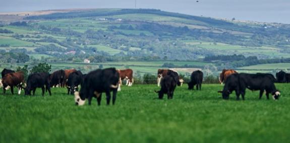 The Scottish Farmer: Calves are run on diverse leys containing plantain, chicory, clovers, The Scottish Farmer: Calves are run on diverse leys containing plantain, chicory, clovers,