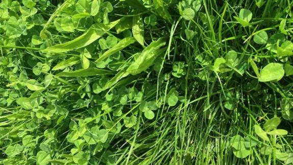 The Scottish Farmer: Diverse leys help build resilience The Scottish Farmer: Diverse leys help build resilience