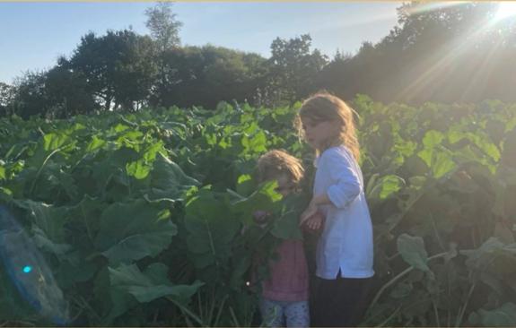 The Scottish Farmer: Growing kale and restart enables the cattle to be kept ouside for longer The Scottish Farmer: Growing kale and restart enables the cattle to be kept ouside for longer