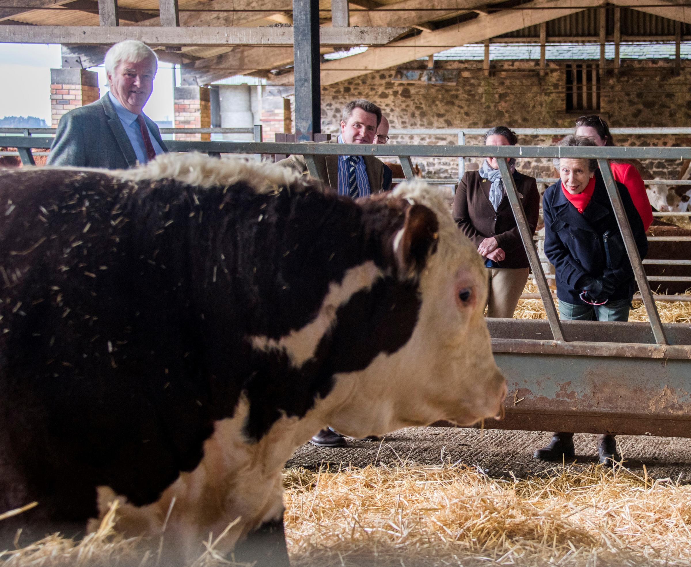 HRH The Princess Royal is introduced to the Wilson familys famous Hereford herd at Cowbog