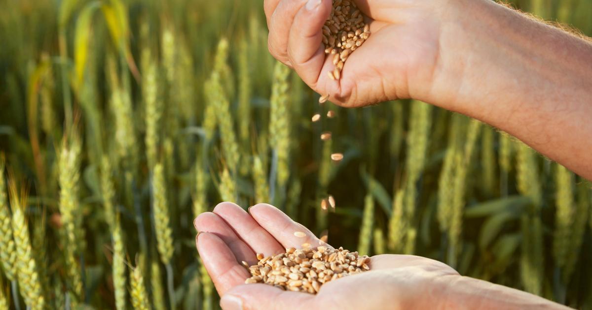 Plant breeders' body's clarity to farm saved seed declarations - Vimarsana News