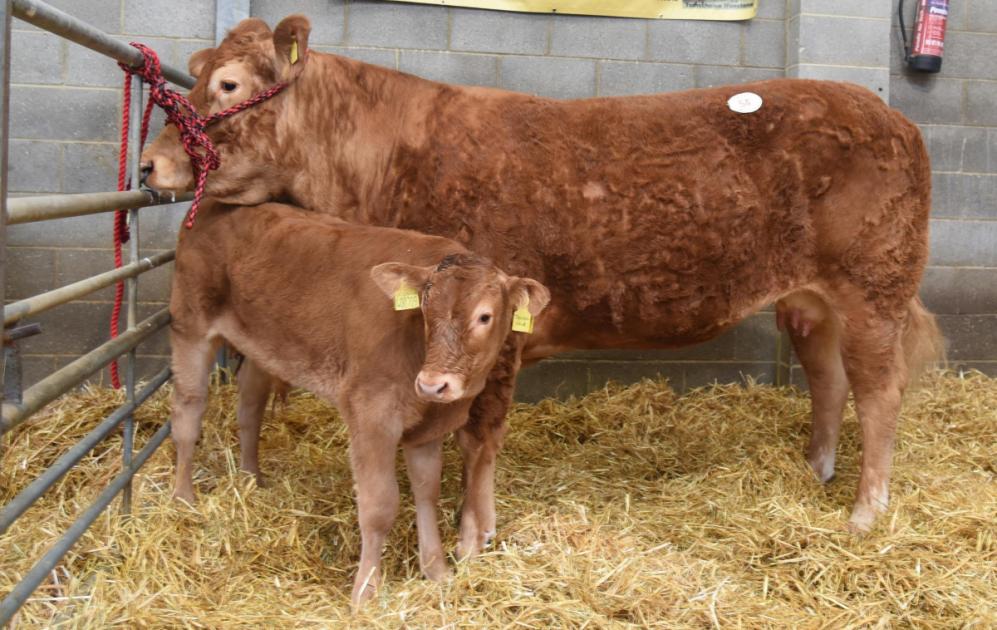 Garrowby and Tomschoice sell Limousins at 5100gns 