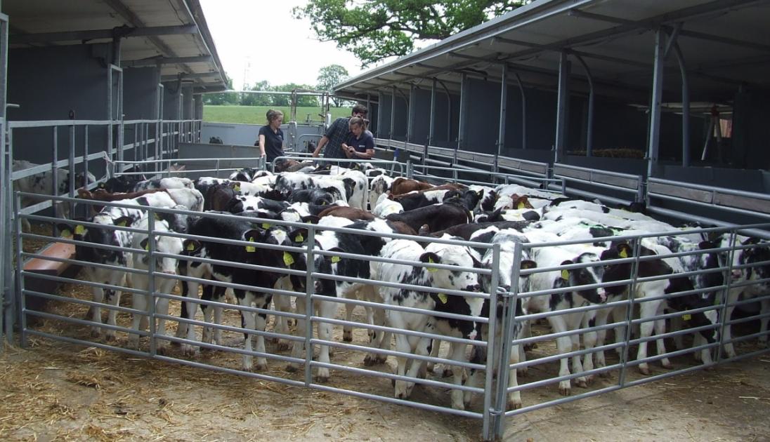 Top tips on calf rearing to reduce mortality and antibiotic rates