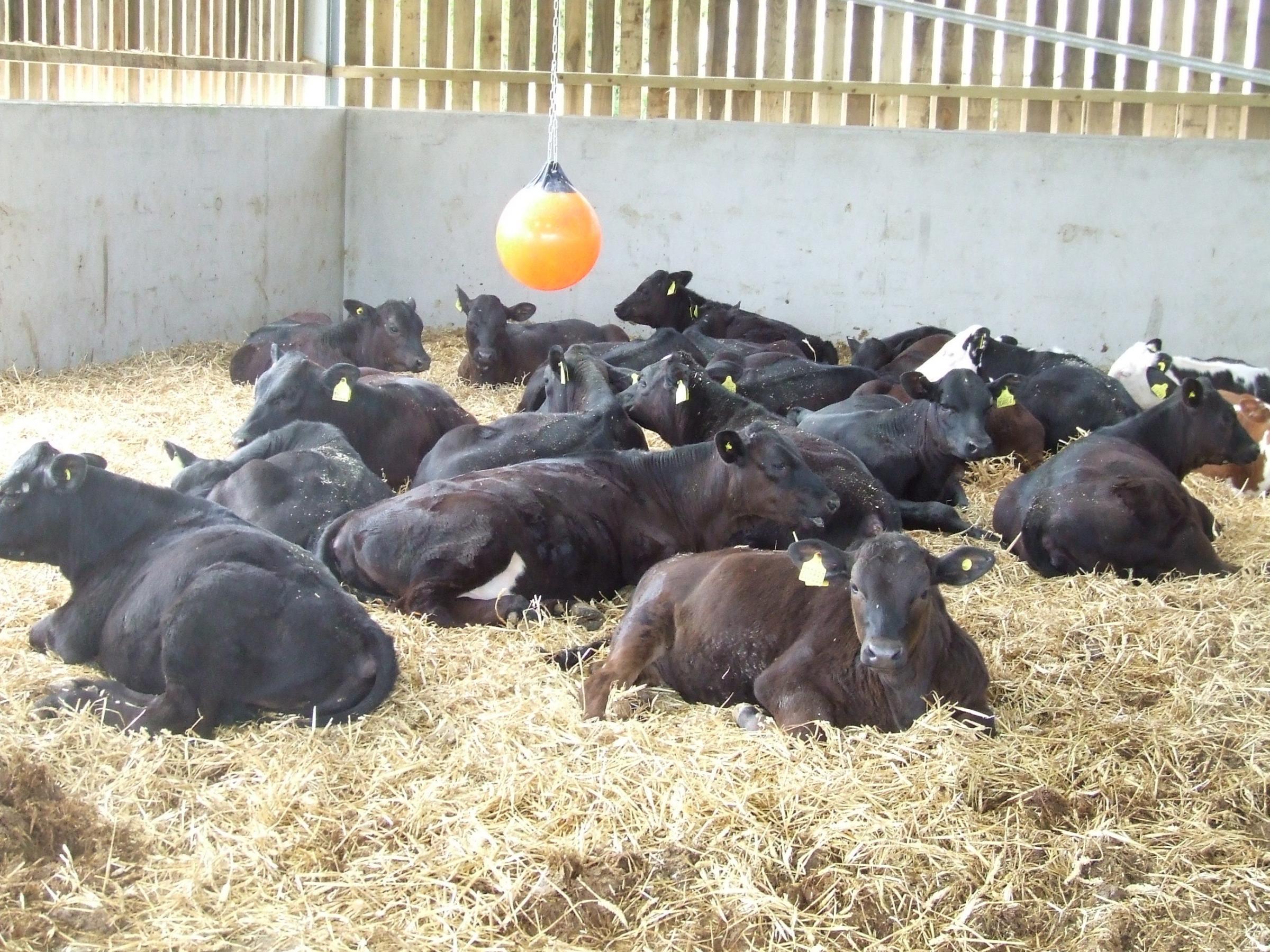 Contented calves reared in their age groups