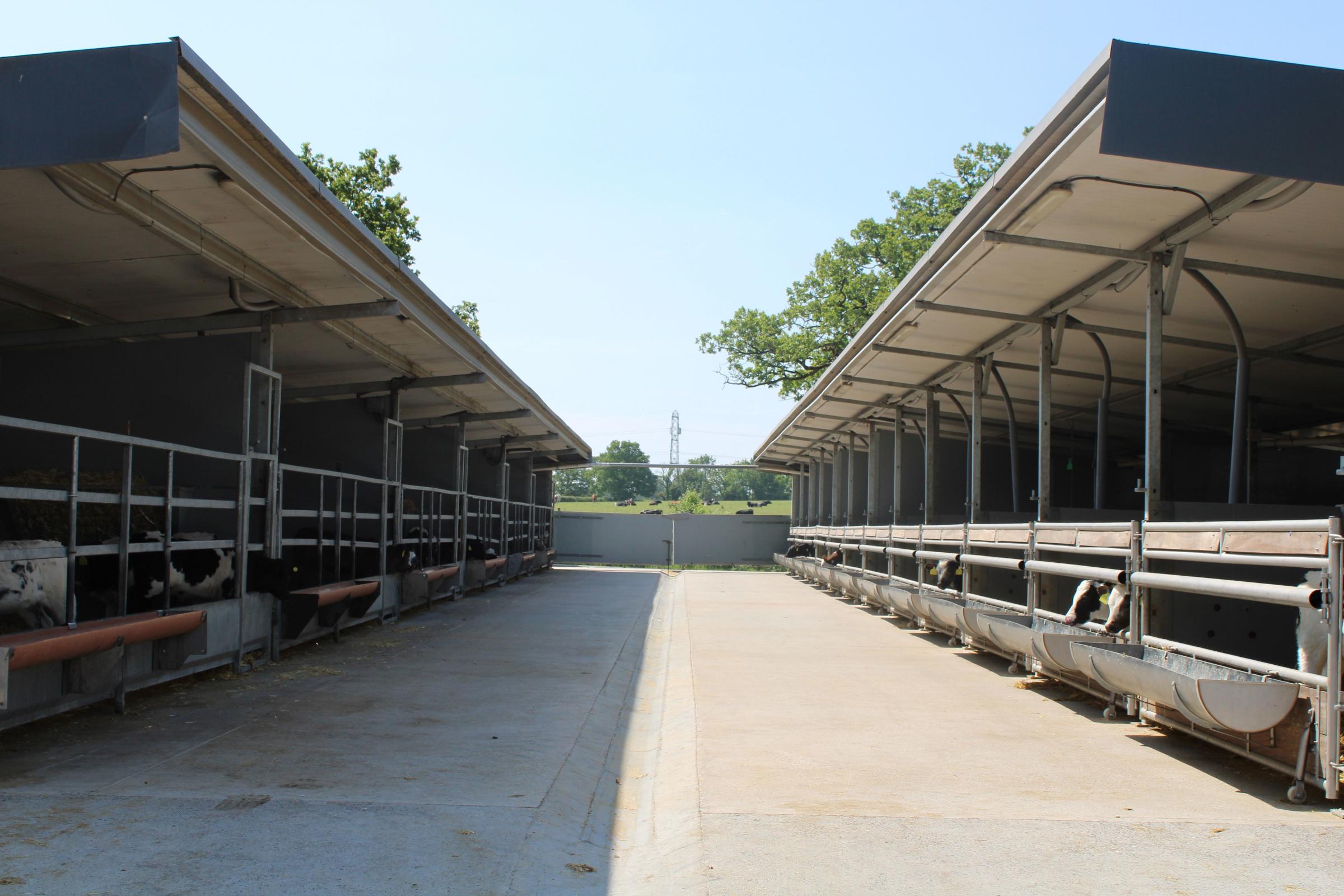 Open calf unit owned by Adam Buitelaar rears 6000 head of calves per year