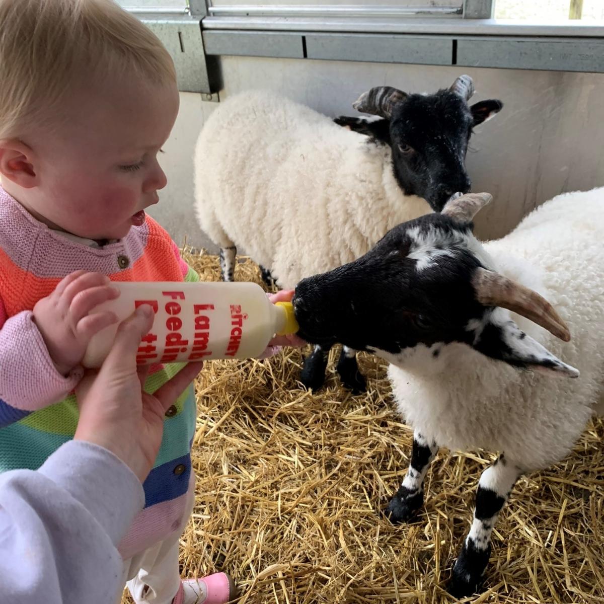 Abigail Webber - Ellie (age 1) making sure the pet lambs take all of their bottle