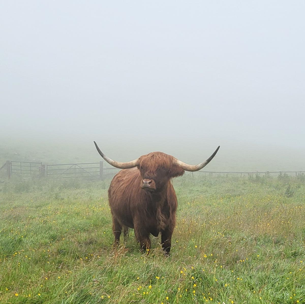 Moira MacPhee - Highlander in the mist