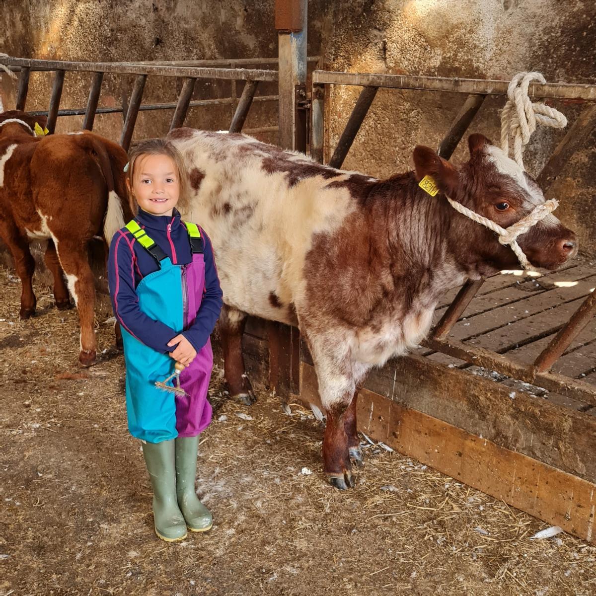 Gemma Reid - 6 year old Una Reid from Orkney with her shorthorn heifer calf preping for the Orkney Shows