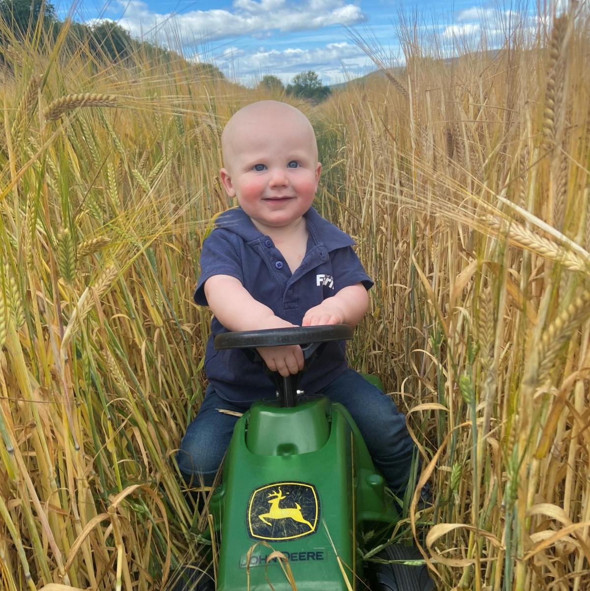 Emma Shepherd - 11 month old Angus Shepherd of Murphiehowe Farm Drumoak, checking the Barley