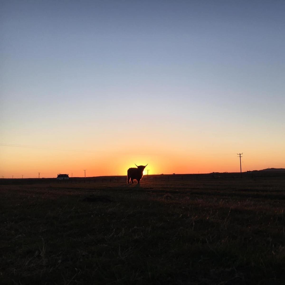 Fiona Armstong - Sunset at Balemartine - One of our highland cattle perfectly placed when the sun was setting. Balemartine fold, Isle of Tiree Photo taken by Emily Armstrong