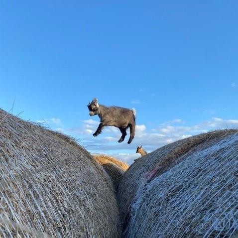 Jenny Davidson (Kingswells Aberdeenshire) - Flying Goats, Ronnie having fun on the bales