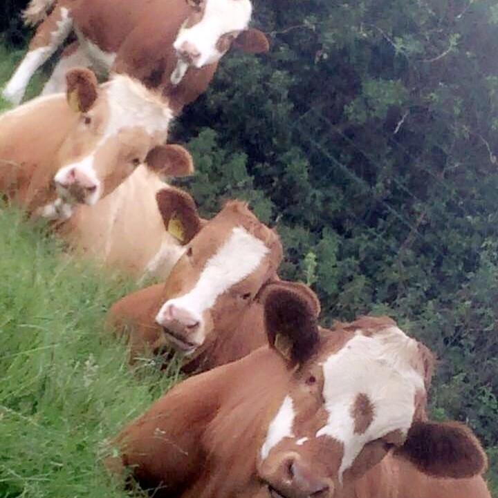 Heather Pennington (Co.Armagh) - Heifers Chilling In The Good Weather