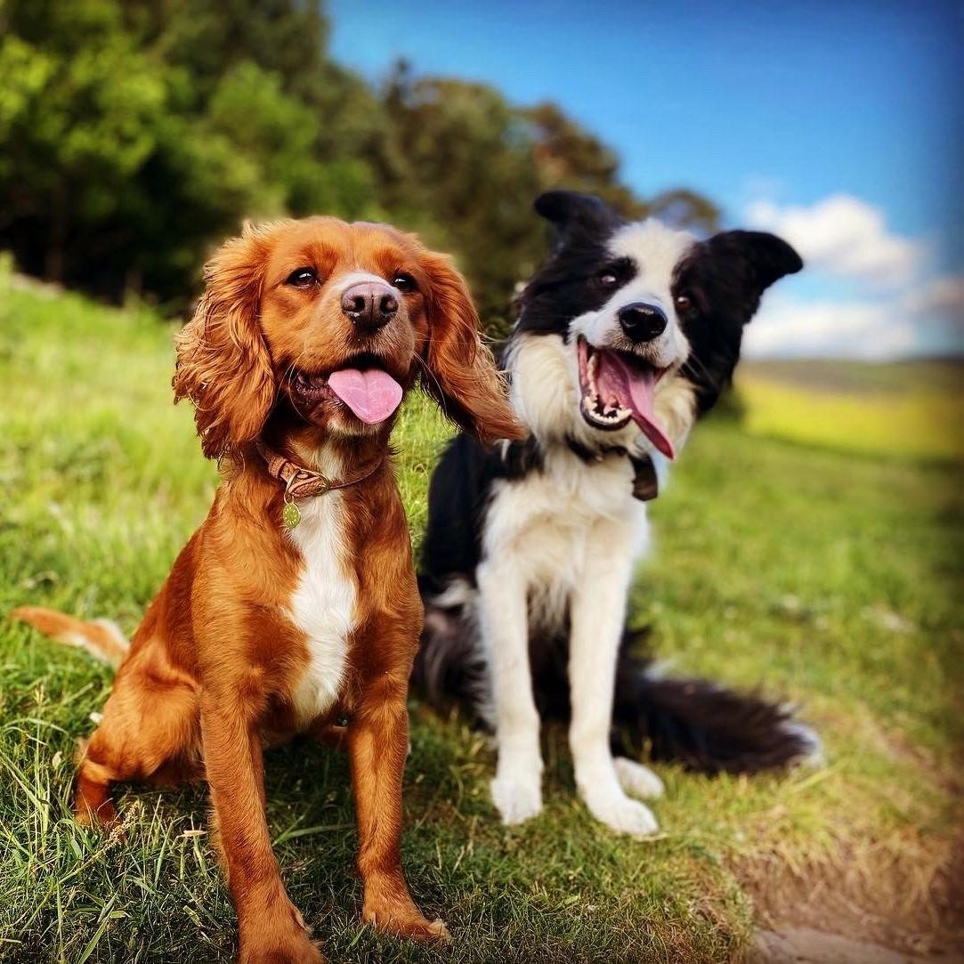 Diane Warnock - Best of friends, Callie and Working Collie Chunk
