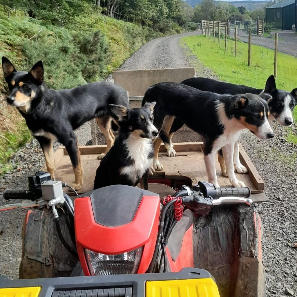 Drimnin Farm Manager John Davidson - In Eager Anticipation - Drimnin Sheepdogs Kelp, Badger, Luce and apprentice Fell in eager anticipation of the gather