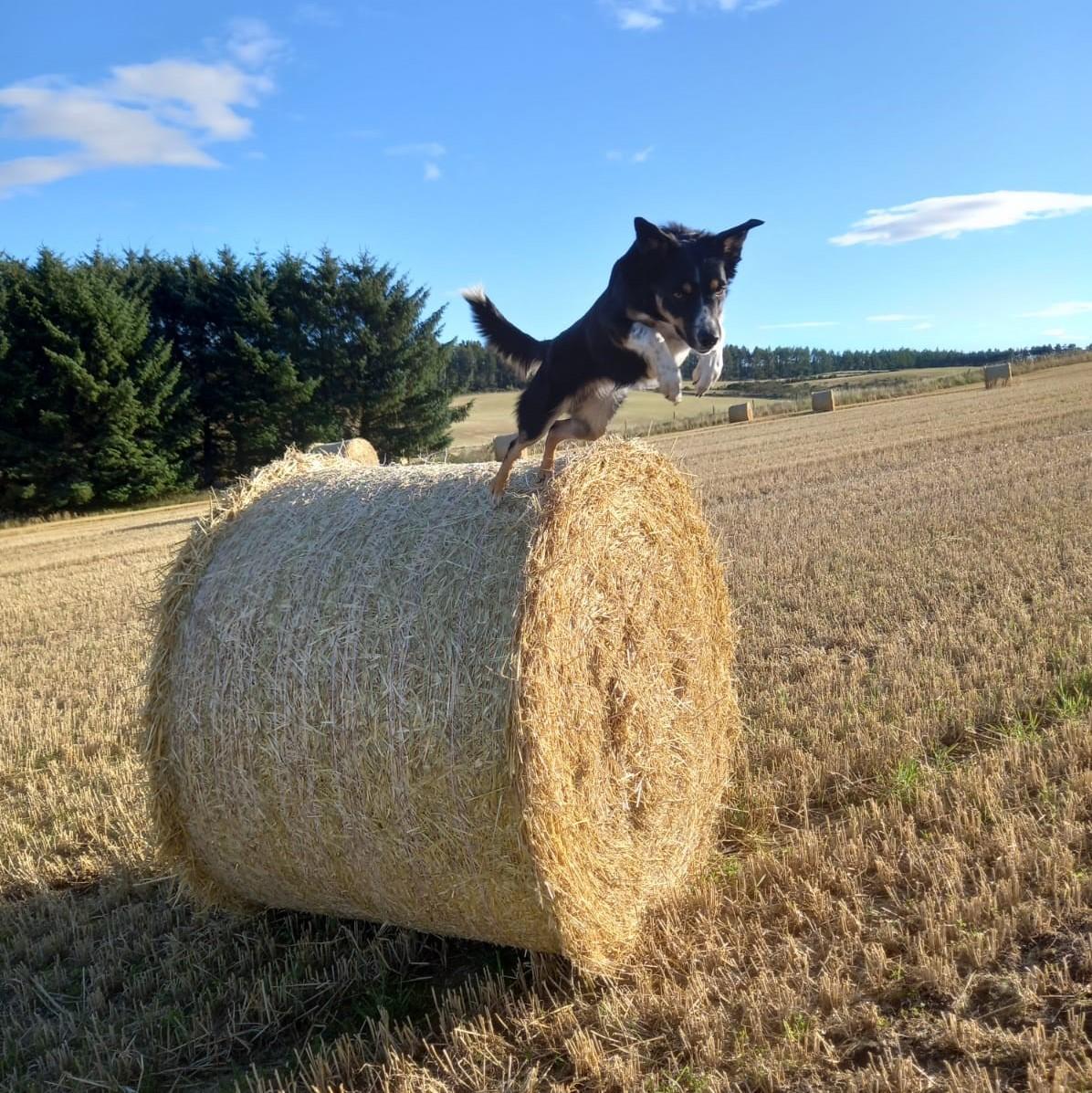 Gwen Dick (Dunrovin. North Eddieston, Skene, Westhill) - A photo of Kim our collie enjoying jumping from the bales when harvest finished