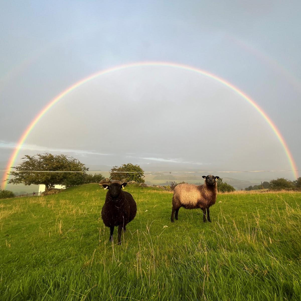 Caitlin Palmer (Newhall Shetland Sheep) - These two Shetland sheep were very willing to pose under this beautiful double rainbow.