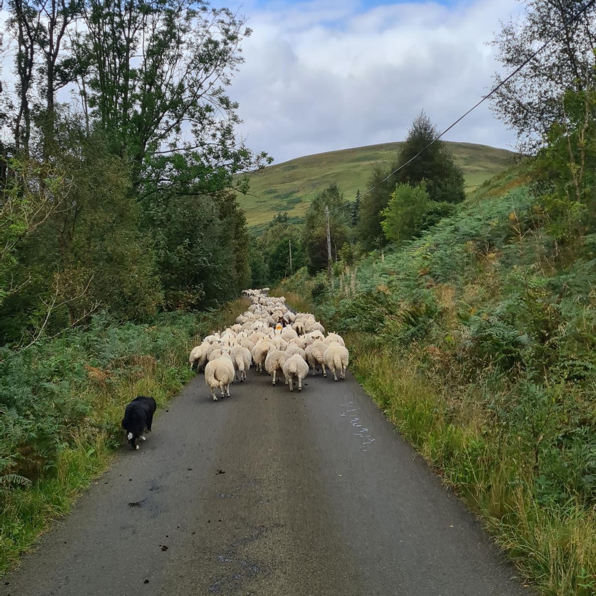 Kirstie Duncan - Bring in ewes and lambs in for spaining up the Ettrick valley