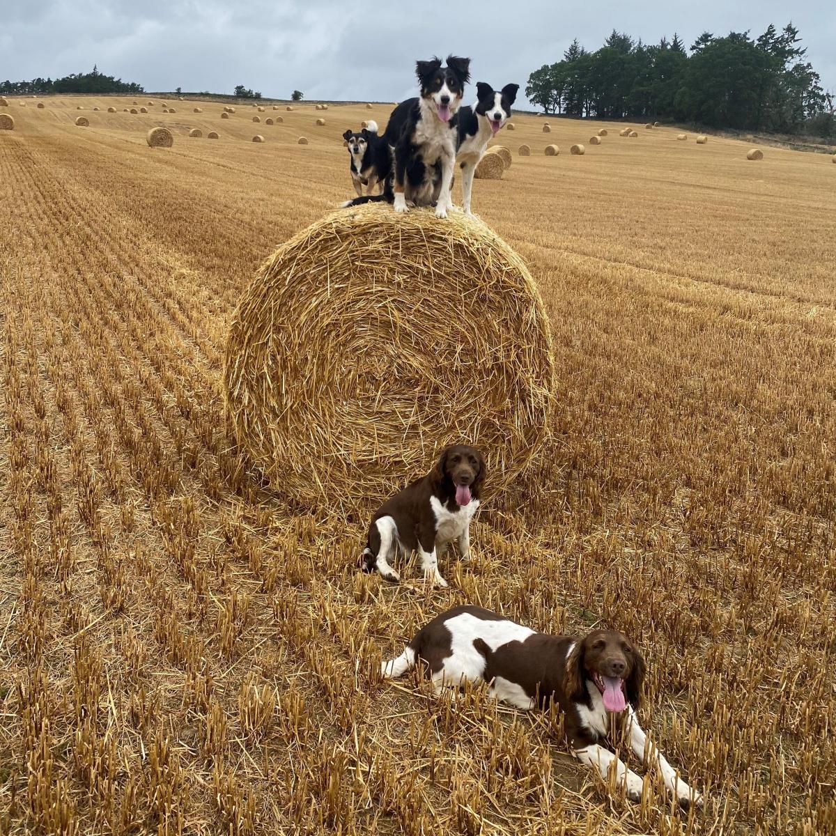 Rachel Spence (Scottish Borders) - Making the most of this years bales