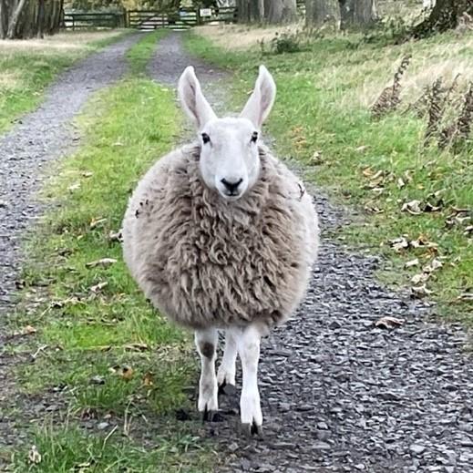 Ann Laing - my six month old lamb, Maisie. She was one of triplets and became my pet lamb when the ewe decided she didn’t want her. She’d rather hang out with the dogs than the sheep.