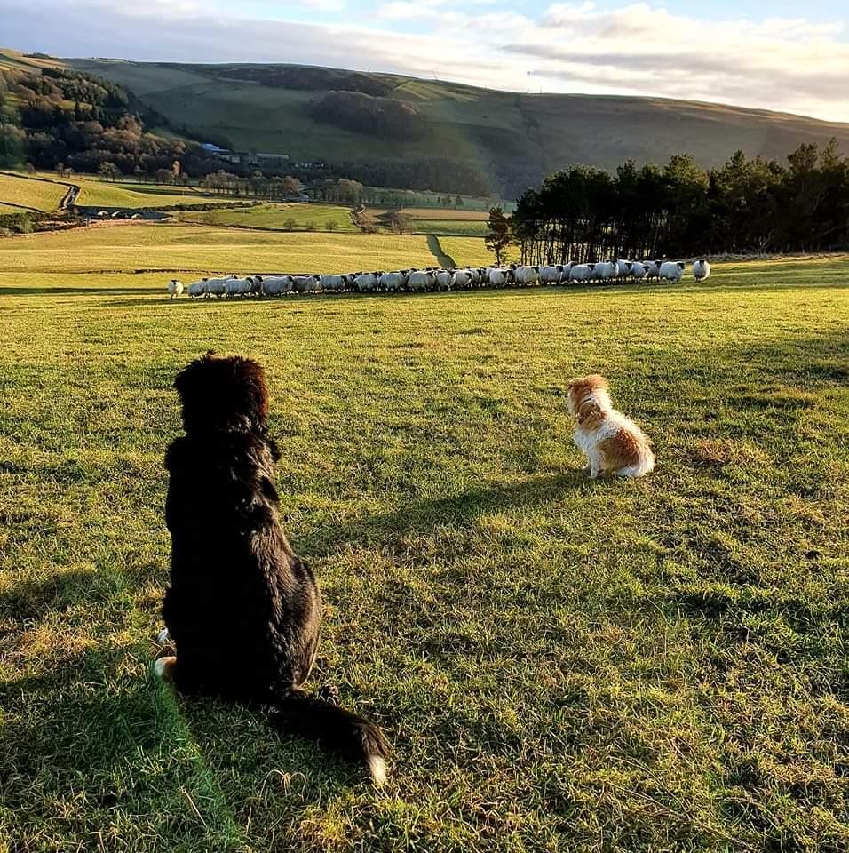 Leah Cunliffe (Scottish Borders) - These are nala (bernese mountain dog) and denzel (terrier) eagerly watching how to gather sheep by the collie (storm).