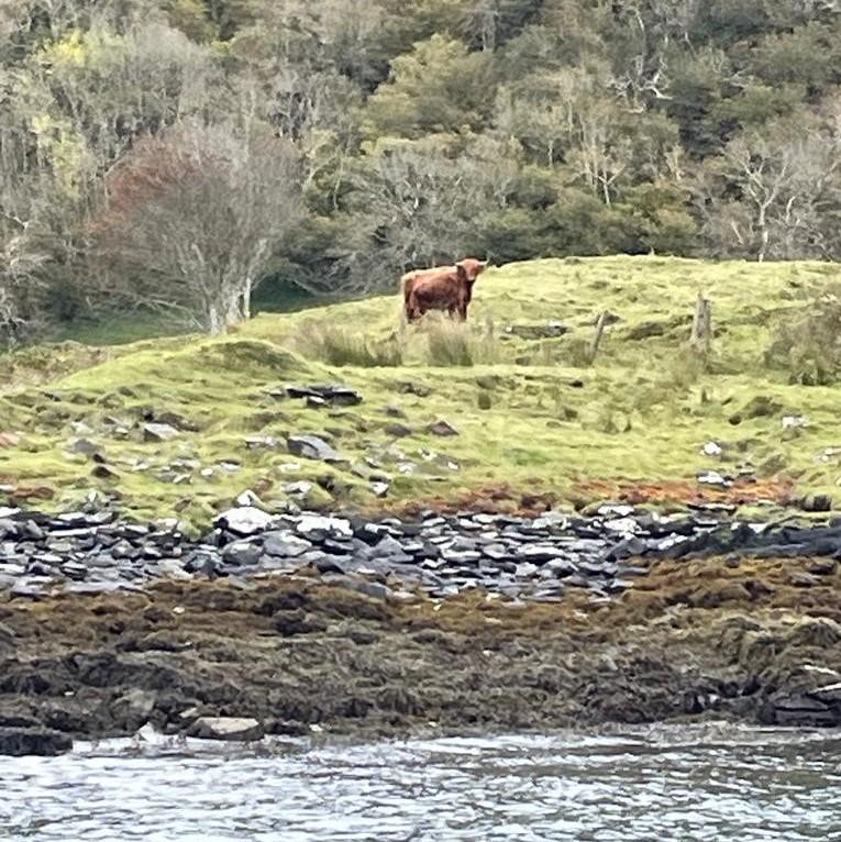 Owen Cligg - Highland Cow With Calf Near Oban