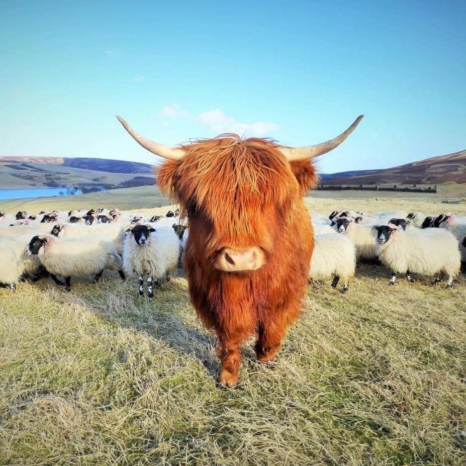 Kirsty Taylor - Ruby the Highland Cow Leading The Flock