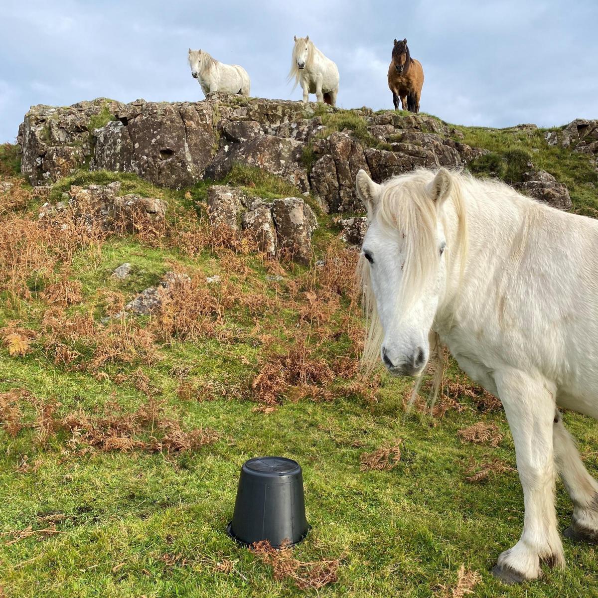 Karen Elwis (Tobermory on the Isle of Mull) - Erray Highland ponies at play - ‘And for my next trick …’