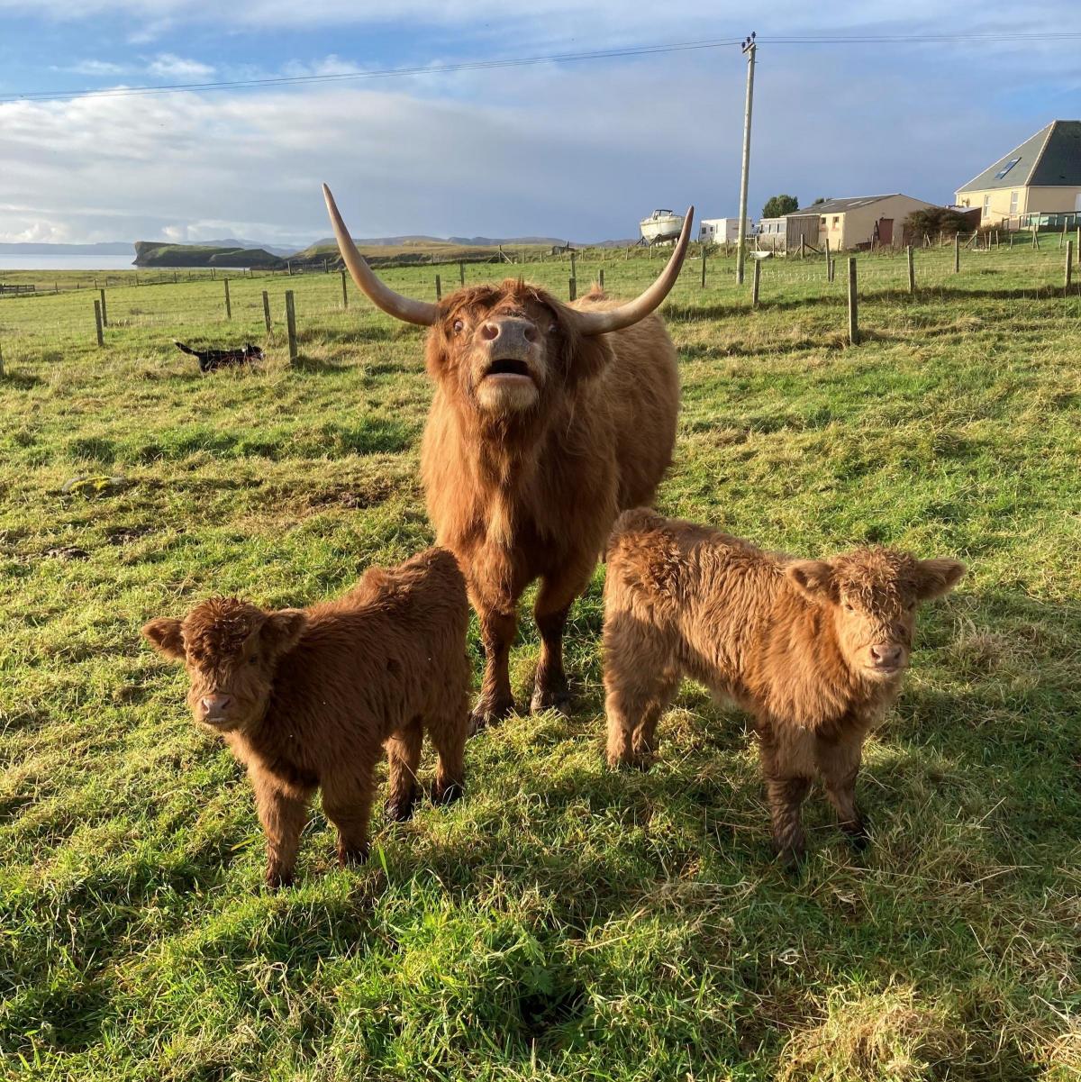 Anthony Robson - Twin Highlanders born recently at Holm , Isle of Lewis