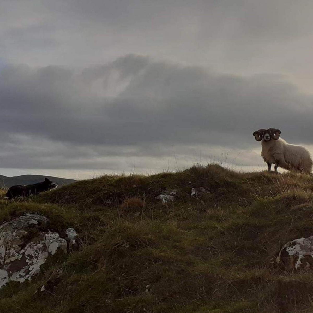 Iain Shaw - A picture of myself and my dog Whisp checking tups on Turnalt Farm in Argyll on a rare sunny day.