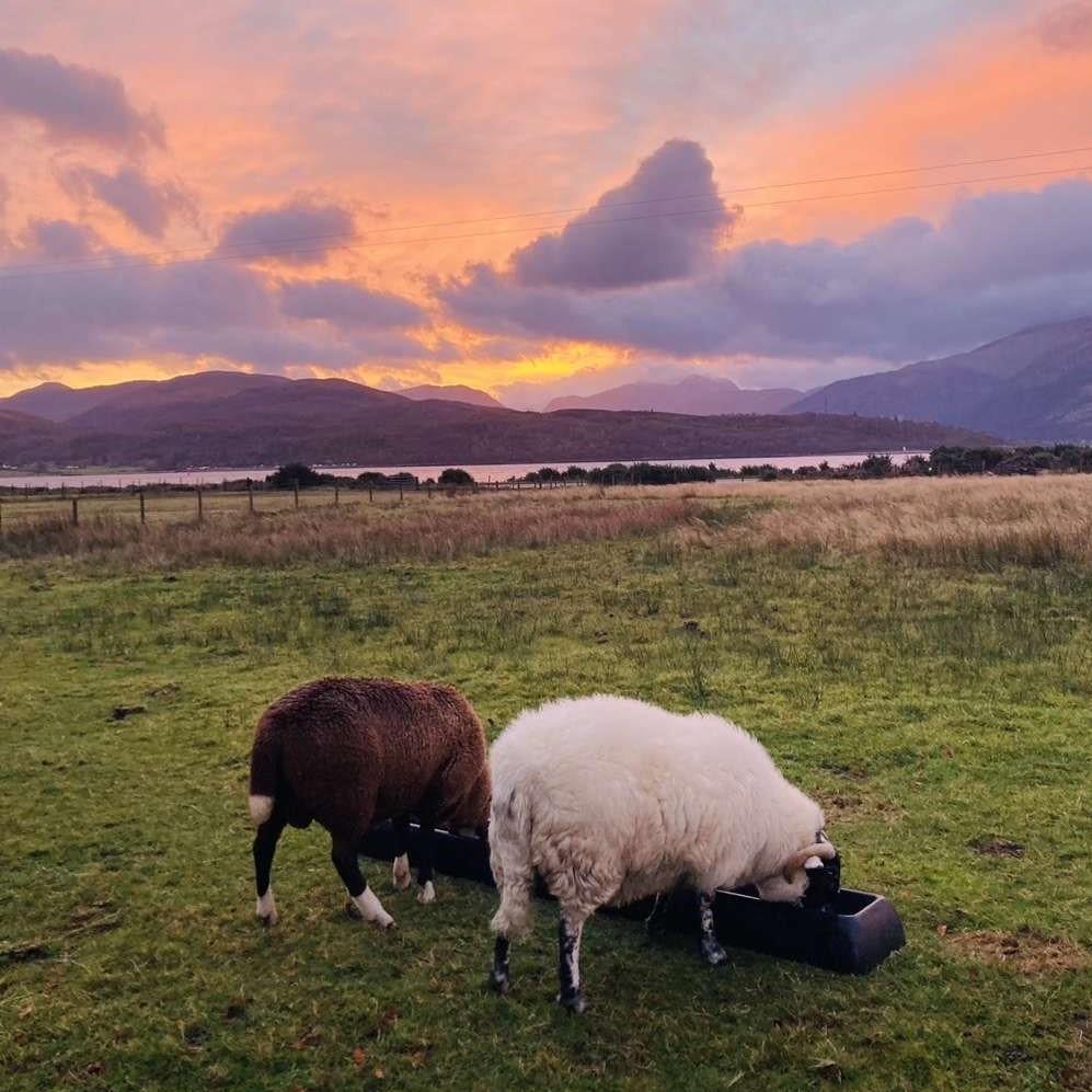 Donna MacLeod - Cheviot x Zwartble tup lamb Jip and his friend Bob eating there breakfast on a dry morning on the west coast (Photo captured by Aimee Macleod)