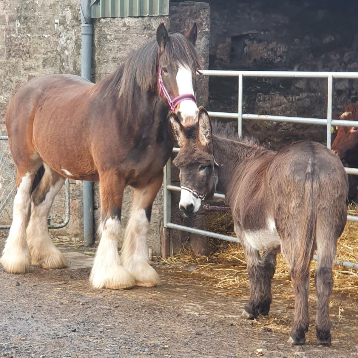 Louise Urquhart - Little donkey Billy who is 22 years old with his best pal Broom Jorgie she is a 6 year old Clydesdale, with some cows in the back ground